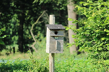 nesting Box, bird House, bird Feeder, bird, hatchery, nature, einflugloch, nesting Place, forest, nest, incubator