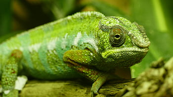 chameleon, green chameleon, rainforest habitat, close-up, colorful chameleon, blending, wooden trunk, reptile, nature, wildlife, camouflage