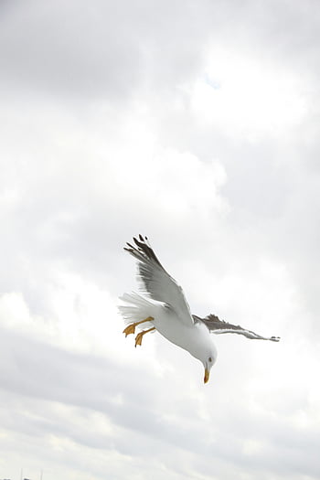 seagull, flight, daytime, cloudy sky, nature, beauty, mid-flight, graceful, bird, wildlife, outdoors