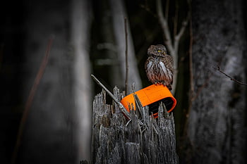 eurasian Pygmy Owl, animal, bird, bird Of Prey, bird Watching, carnivore, forest, owl, perched, wildlife, animal Wing