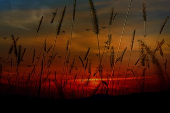 Sonnenuntergang, Gras, Wiese, Pflanzen, Feld, wildes Gras, Nahansicht, Natur, Dämmerung, Silhouette, Hintergrundbeleuchtung