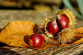 Horse Chestnut, spiky husk, dry leaf, autumn, earthy tone, brown surface, chestnuts, fall season, natural texture, outdoor scene, seasonal fruit