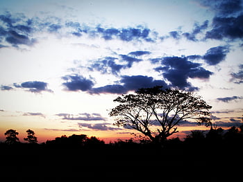 sunset, silhouette, tree, vibrant sky, scattered clouds, beautiful sunset, nature photography, evening landscape, dusk scene, outdoor scenery, peaceful atmosphere