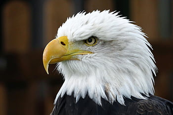 Orel bělohlavý, Detailní fotka, Majestic Eagle, divoký pohled, bílé peří, orel portrét, detailní portrét, orlí hlava, zobák orla, Orlí oči, fotografování divoké zvěře