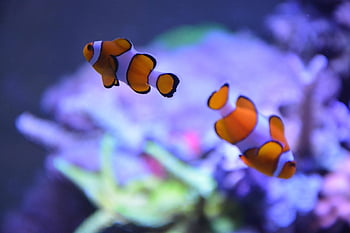 fish, clown Fish, nemo Fish, amphiprioninae, fish Three White Stripes, saltwater Fish, nemo Is A Fictional Character