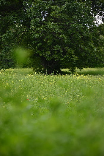 grass, trees, meadow, fields, wildflowers, wild Grass, prairie, landscape, nature, grassy, greenery