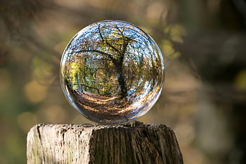 makro fotografie, strom reflexe, skleněná koule, fotografování přírody, lesní scény, venkovní fotografie, detailní záběr, přirozené světlo, kmen stromu, podzimní barvy