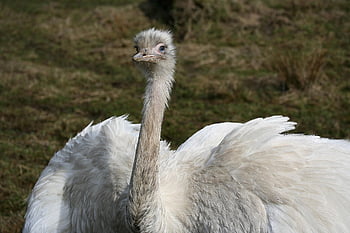 struzzo, uccello, animale, natura, uccello incapace di volare