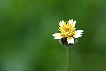 tridax Daisy, plant, flower, coatbuttons, flower Background, wildflower, petals, beautiful Flowers, bloom, flora, blossom
