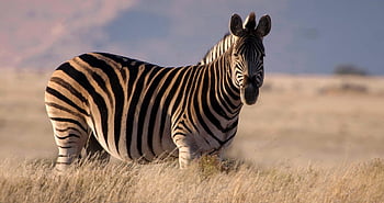 zebra, animal, wildlife, mammal, nature, safari, savannah, africa, landscape