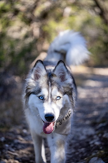 husky pes venku, Pozadí, plemeno, psí, společník, roztomilý, oči, tvář, příteli, savec, Příroda
