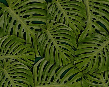 φύλλα monstera, Φωτογραφία πλήρους πλαισίου, ζωντανό πράσινο, γκρο πλαν, πλούσιος βοτανικός, ταπετσαρία, τροπικό φυτό, φύλλο μοτίβο, εσωτερική μονάδα, φωτογραφία της φύσης, πρασινάδα