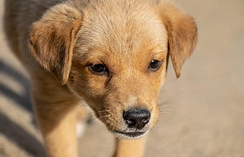 puppy, nature, dog, pet, canine, animal, fur, snout, doggy, mammal, domestic