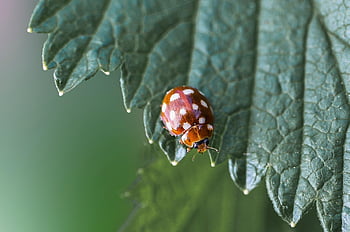 list, hmyz, brouk, Beruška krémová, slunéčko sedmitečné, coccinellidae, coleoptera, zvíře, rostlina, flóra, fauna