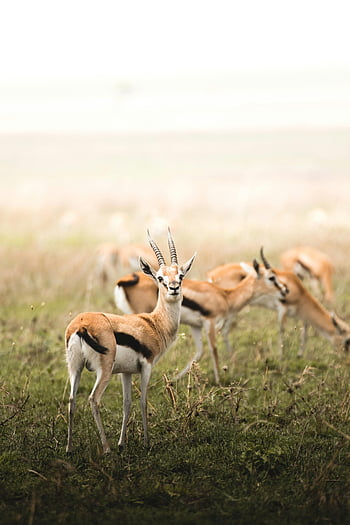 Thomson's gazelles, Serengeti, Tanzania, wildlife, nature, grazing, antelope, African savanna, beautiful animals, grassland, herd