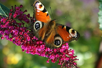 fairy Peacock, peacock Butterfly, butterfly, summer Purple, purple Flowers, insect, wings, flower Background, pollination, butterfly Bush, Буддлея David