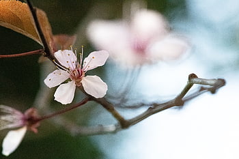 cherry Blossom, flower, flower Background, blossom, bloom, pink Flower, sakura, flora, sakura Tree, spring, spring Season