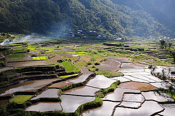 rice Field, rice Terraces, landscape, field, farm, farmland, agriculture, scenery, scenic, countryside, rural
