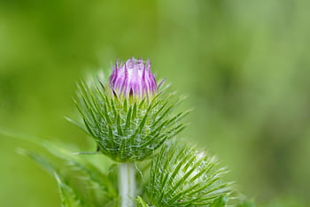 plant, burdock, flower Background, flower Wallpaper, beautiful Flowers, nature, arctium, flora, blossom, bloom, wildflower
