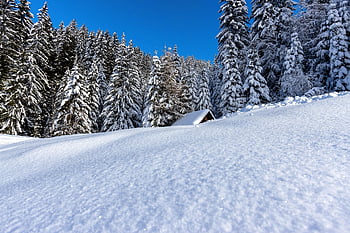 mountains, trees, nature, forest, snow, ice, frozen, frost, wintry, wonderland, december