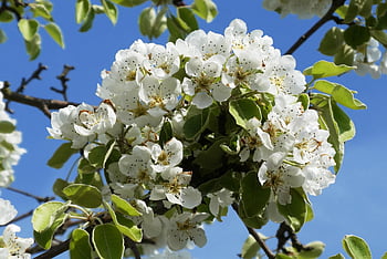 päärynä kukka, kukat, kevät, valkoiset kukat, kukinta, kukka, terälehdet, lehdet, haara, päärynäpuu, puu