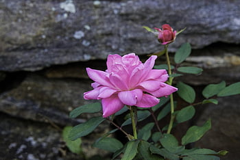 rose, pink, nature, flower, romantic, flower Wallpaper, garden, mohan, beautiful Flowers, rose Flower, flower Background