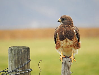 red Tail Hawk, bird, hawk, fence Post, bird Of Prey, wildlife, nature