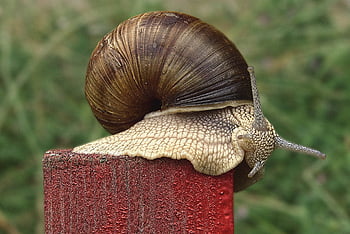 かたつむり、 シェル、 軟体動物、 腹足類、 カタツムリの殻、 動物、 動物の世界、 プローブ、 粘液、 ケーシング、 クロール