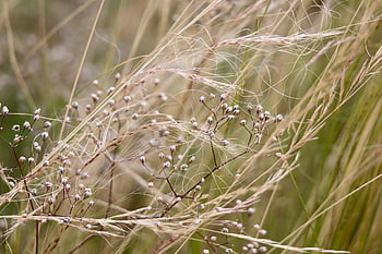 깃털 잔디, gypsophila, 멕시코 깃털 풀, 마른, 목초, 목초지, 자연, 부드러운