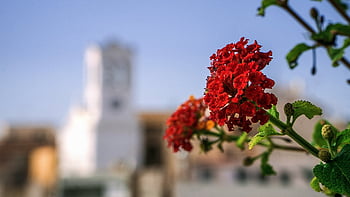 flowers, petals, stem, plants, flower Wallpaper, flower Background, buds, nature, beautiful Flowers, bloom, flora