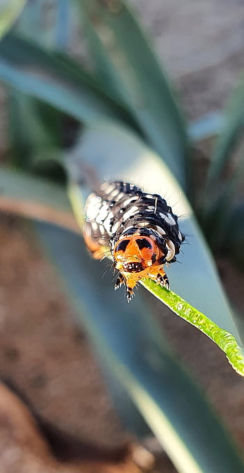 chenille, insecte, plante, animal, larve, herbivore, la nature, photographie animalière, fermer