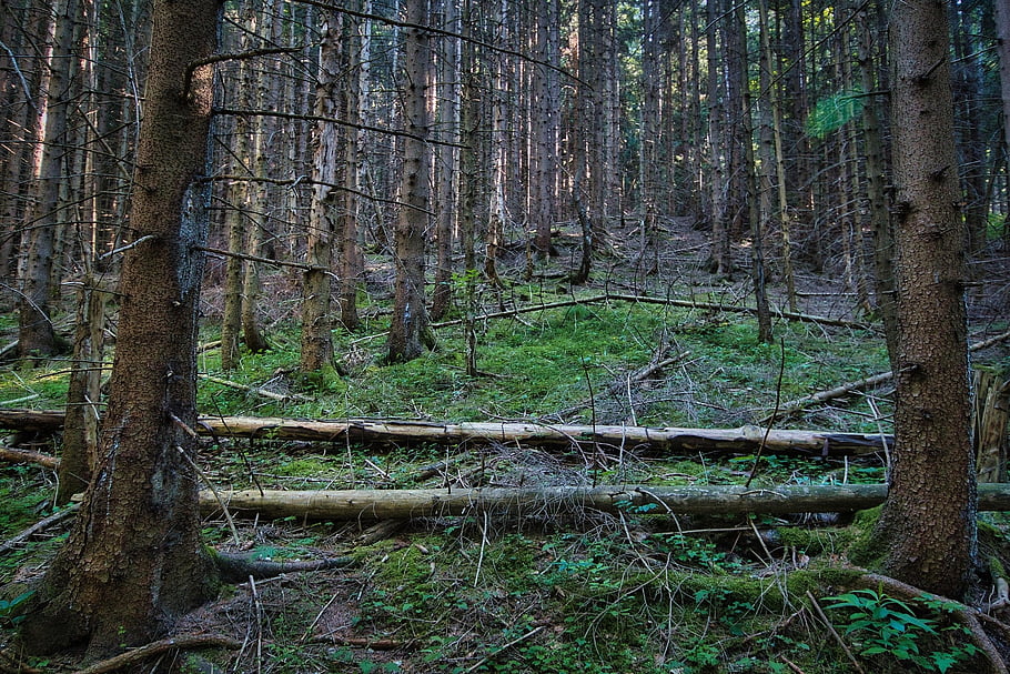 trees, forest, firs, waldsterben, environment, nature