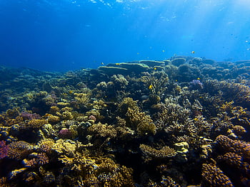 Korallenriff, unter wasser, Meereslebewesen, klarer blauer Ozean, Bunte Korallen, Fische, Ozeanwasser, Meeresökosystem, Unterwasserfotografie, marine Biodiversität, Ozeanlandschaft