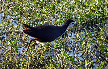 bird, white-breasted Waterhen, amaurornis Phoenicurus, waterbird, rallidae, bharatpur, national Park, sanctuary, nature, india