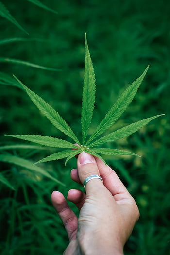 leaf, mobile Wallpaper, samsung Wallpaper, ipad Wallpaper, hemp, ganja, iphone Wallpaper, phone Wallpaper, cbd, beautiful Wallpaper, cannabidiol