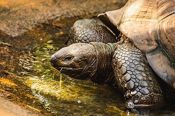 galápagos obří želva, obří želva, plaz, zvíře, zoo, Příroda, želva, zoologická zahrada hellabrunn, zpráva
