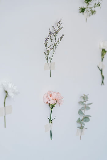 fresh flowers, sprigs of plants, white background, minimalist aesthetic, delicate flowers, taped flowers, minimalist decor, floral arrangement, white wall, minimalist flowers, fresh aesthetic