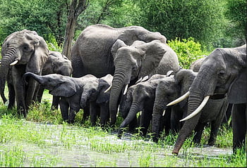 elephant, wildlife, safari, elephants, nature, animal, tusks, endangered, big, herbivore, africa