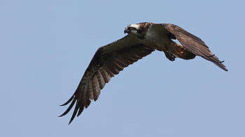 osprey, bird Of Prey, sea Bird, nature, animal, ave, avian, birdwatching, ornithology, flying, soaring