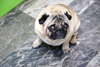 dog, pug, eyes, face, sad, funny, worried, pet, animal, fur, cute