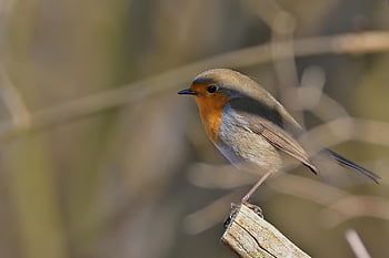 robin, bird, winter, songbird, close Up, bird Watching, ornithology, nature, wildlife, animal