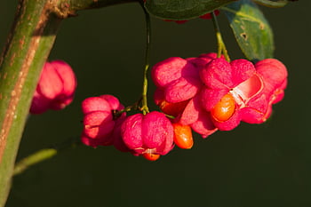 vřeteno, květiny, ovoce, euonymus europaeus, květ, semena, jedovatý, rostlina, Příroda, podzim, detailní