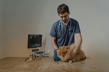 دكتور بيطري،  كلب صغير طويل الشعر،  كلب لطيف،  معدات طبية،  عيادة،  طبيب بيطري،  الفحص،  رعاية الحيوانات الاليفة،  صحة الحيوان،  الموجات فوق الصوتية،  سماعة الطبيب