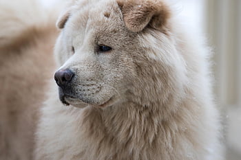 chow Chow, nature, dog, pet, canine, animal, fur, snout, chow, mammal, dog Portrait