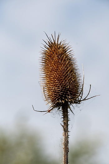 cardo, Thistle appassito, pianta pungente, flora, pianta, sfondo floreale, carta da parati floreale, natura, spinoso, secco