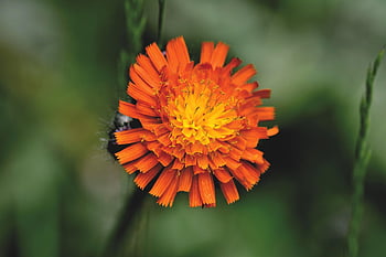 Hawkweed สีส้มแดง, คอมโพสิต, ดอกไม้ป่า, วอลล์เปเปอร์ดอกไม้, ดอกไม้สวย, ดอกไม้, พื้นหลังดอกไม้, ดอก, ธรรมชาติ, เบ่งบาน, พฤกษา