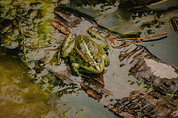 žába, zvíře, rybník, voda, Příroda, obojživelník, plavat, obratlovců, fotografování zvířat, bažina, skokan volský
