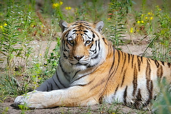tiger, animal, wildlife, mammal, species, fauna, predator, big Cat, amur Tiger, siberian Tiger, panthera