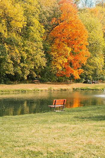 podzimní stromy, hnědé dřevěné lavice, řeka, klidný park, jezero, prázdné lavice, pulzující podzim, park scény, venkovní scenérie, fotografování přírody, barvy podzimu