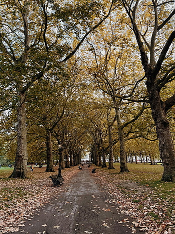 ścieżka parkowa, jesienne drzewa, opadłe liście, spokojny park, spokojna atmosfera, chodnik pod drzewami, scena parkowa, jesienne liście, ścieżka pokryta drzewem, ławka w parku, plenerowa sceneria